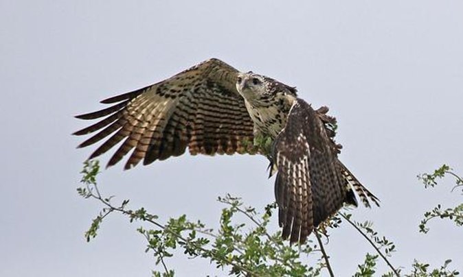 Crooked Tree Bird Watching