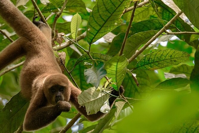 Cuyabeno Wildlife Reserve 4 Days 3 Nights - Good To Know