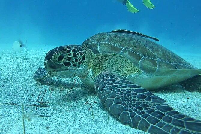 Discover SCUBA Diving With Pissouri Bay Divers