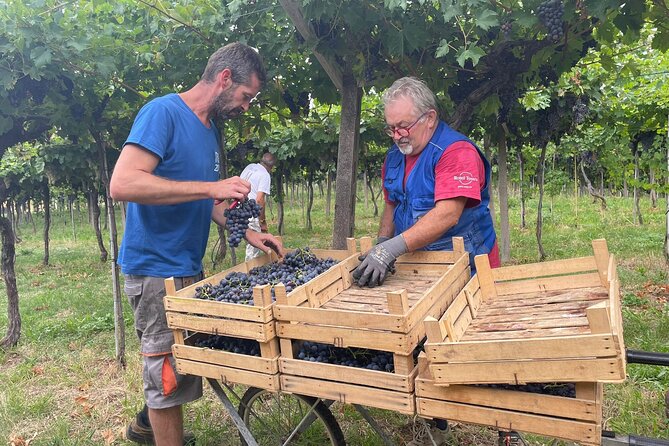 Discover the Amarone Wine: 1 Winery With Delicious Lunch