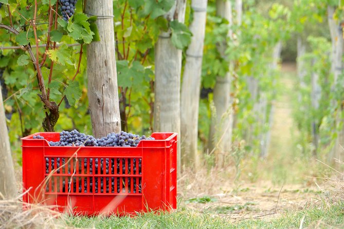 Discovering Roero and Its Wines