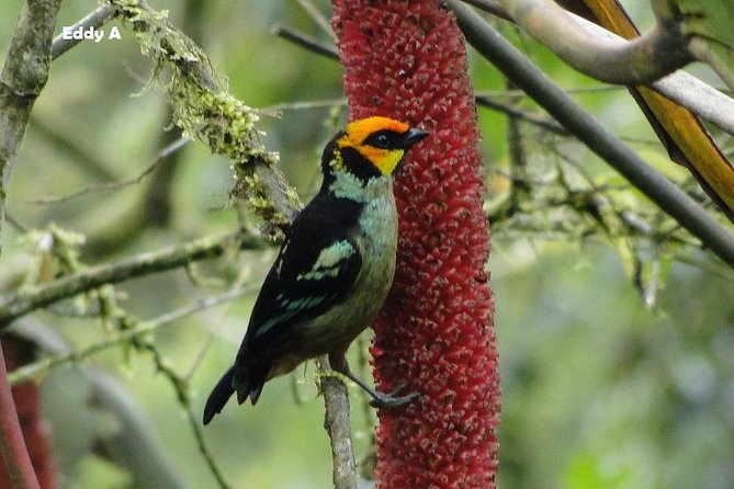 Discovering The World of Birds