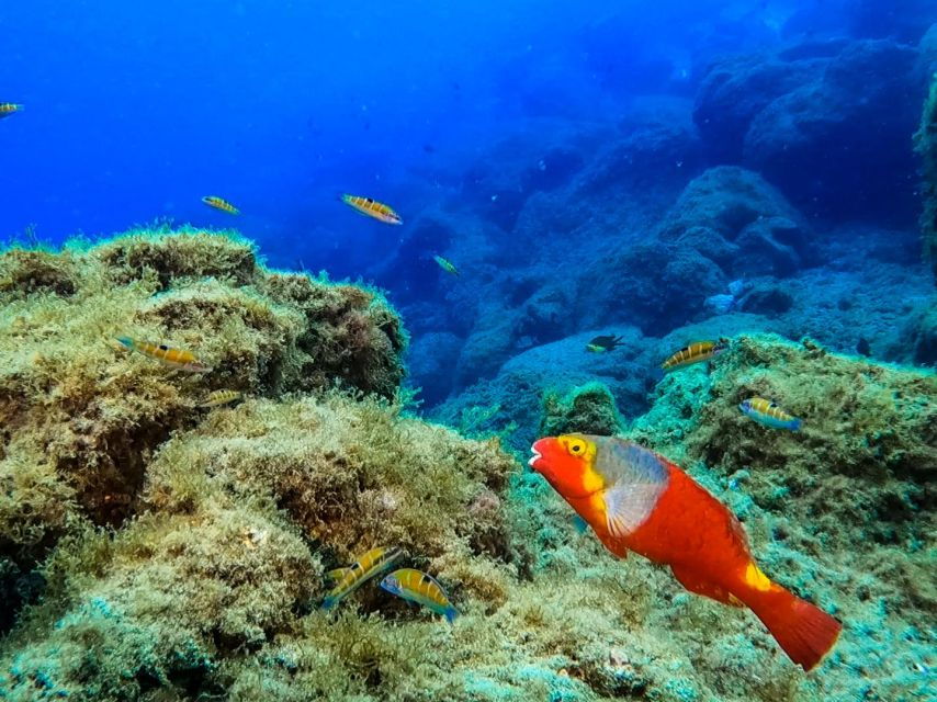 Diving at Lanzarote - 2 Guided Dives for Certified Divers - Good To Know