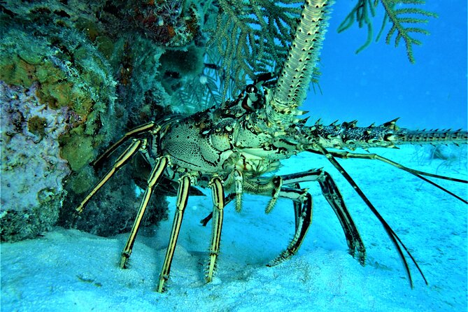 3 Best Scuba Diving Experiences In Placencia