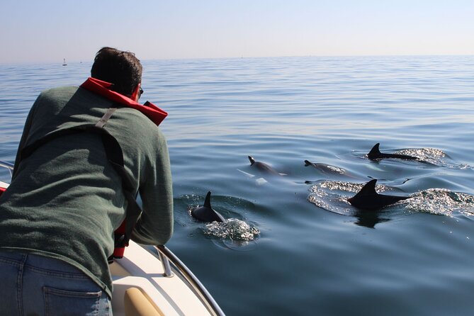 Dolphin Watching and Wildlife From Faro - Good To Know
