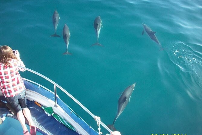 4 Best Dolphin Watching Tours In Gibraltar