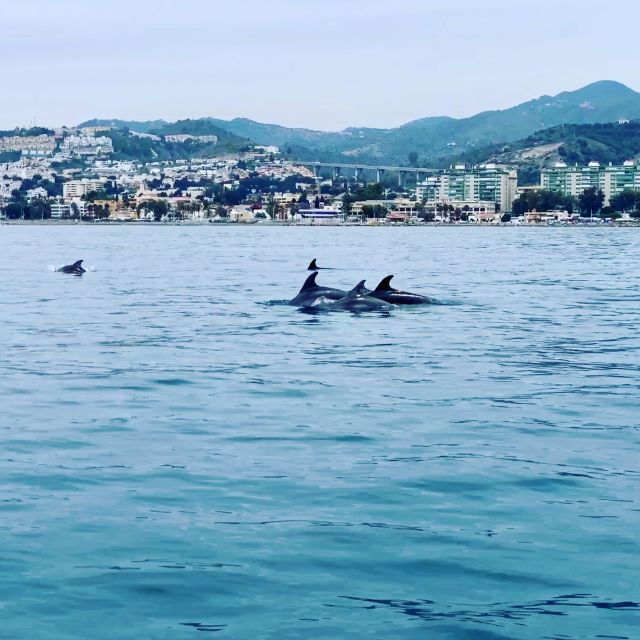 Dolphin Watching