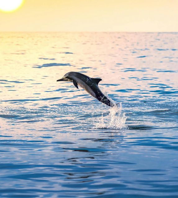 Dolphin & Whale Watching With Luxury Yacht - Good To Know