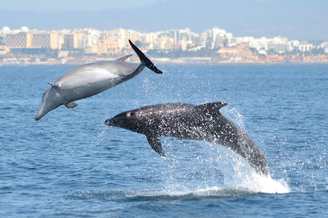 Dolphins Watching - Good To Know