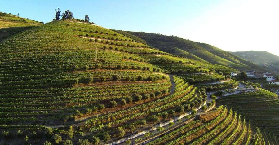 Douro Valley: Quinta De S. Luiz Winery Tour and Tasting