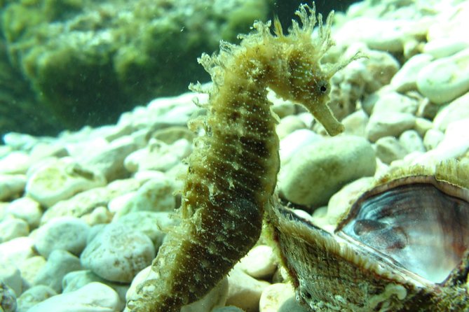 2 Best Scuba Diving Experiences In Dalmatia