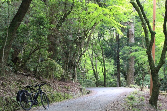 E-Bike Eco Chic Tour Explore 1100 Year Old Primeval Forest