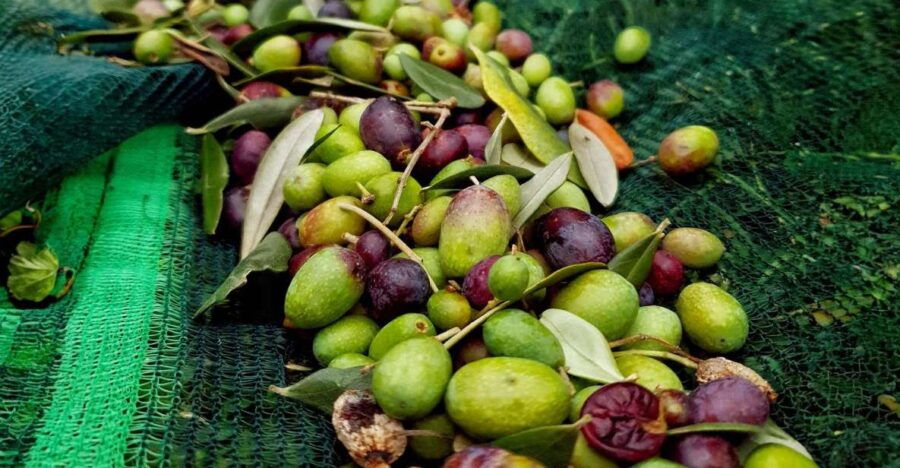E.V.O. Oil of Lake Como + Food Pairings - Experience Details