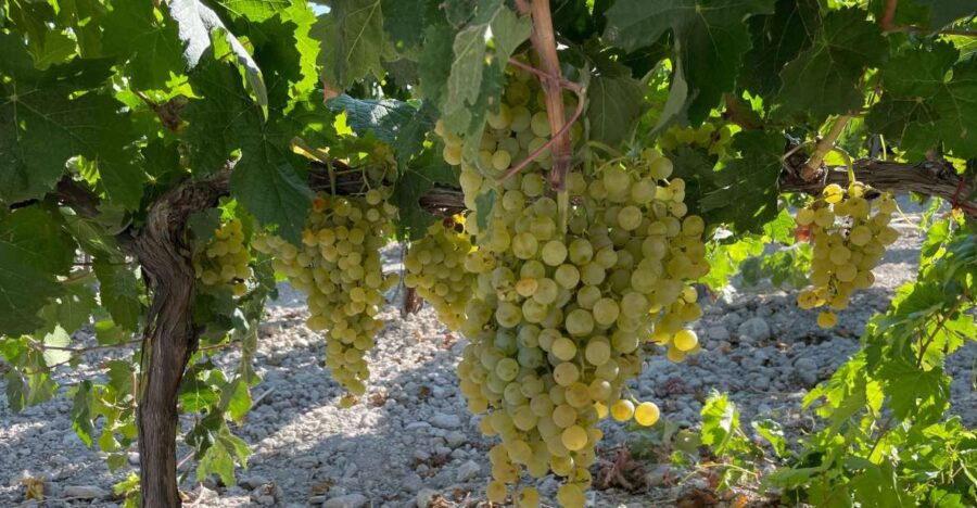 2 Best Wine Tours In El Puerto De Santa Maria