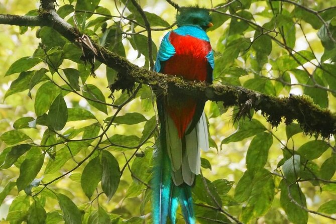 El Quetzal Birdwatching Tour From Guatemala City – Guatemala´S National Bird