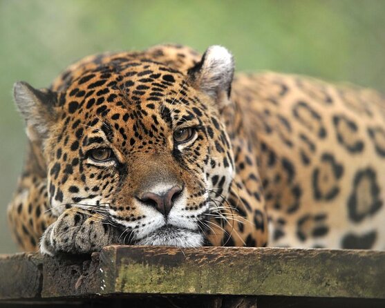 El Valle De Anton Tour From Panama City