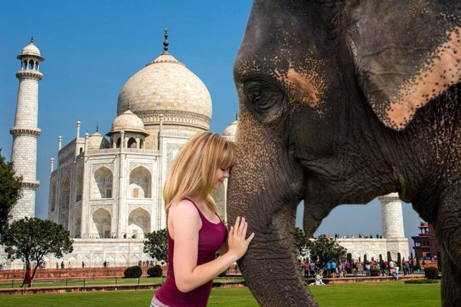 Elephant/Bear Wildlife SOS & Agra Trip by Car - Inclusions and Amenities