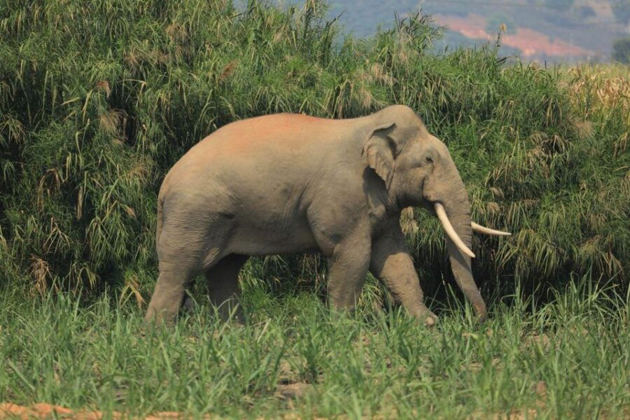 Elephant Keeper Experience Option Waterfall Day Tour