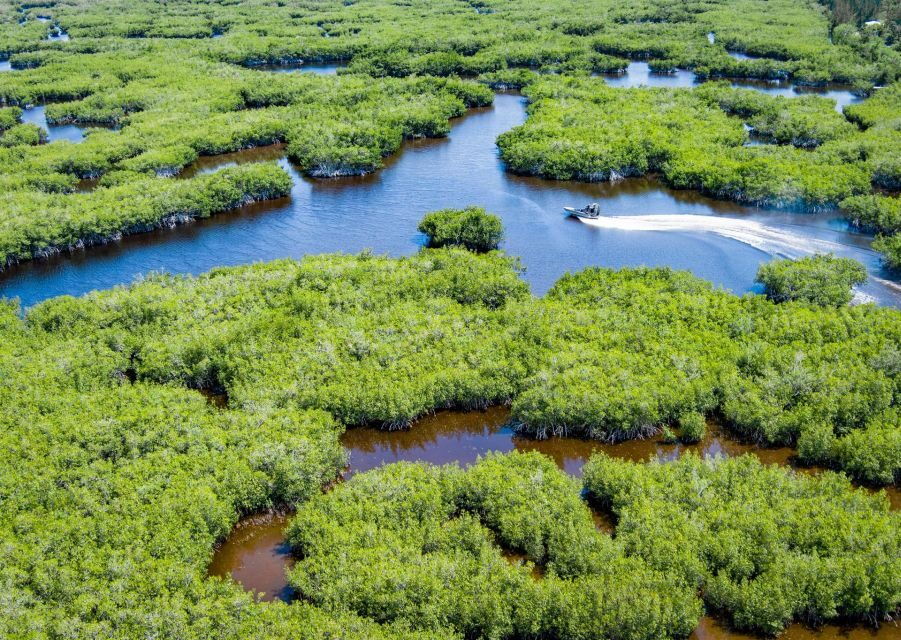 Everglades: Mangrove Maze Airboat Tour and Boardwalk - Tour Highlights