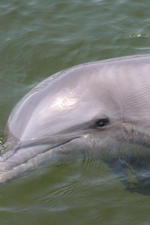 Everglades National Park: Pontoon Boat Tour & Boardwalk - Activity Details