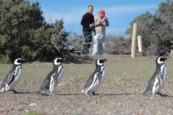 Exclusive Punta Tombo Penguin Rookery With Box Lunch and Entry Fee