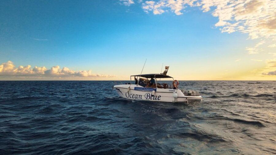 Excursion to See the Whales – 3 Hours