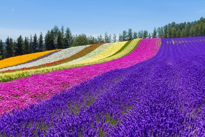 Experience Hokkaidos Summer, Furano, Blue Pond & All-you-can-eat Fresh Melon!