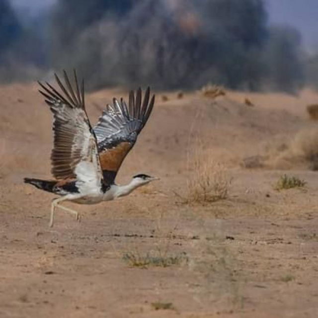 Explore The Desert National Park With Experience Guide