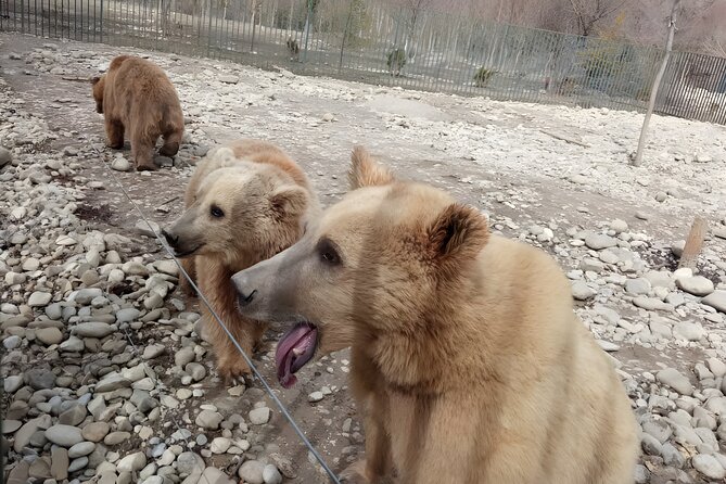 Family Half-Day Tour: Sabaduri, Georgian Chronicles, & Jvari - Good To Know