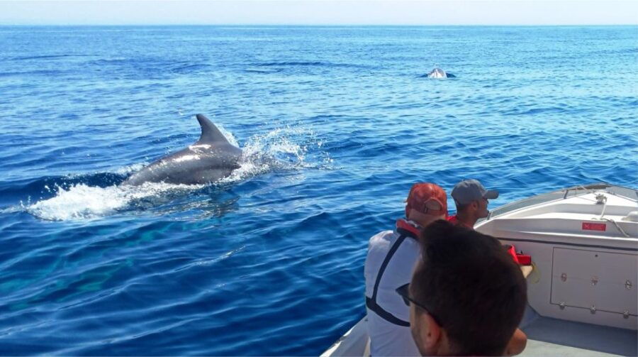 Faro: Dolphin and Marine Life Watching Boat Tour - Good To Know