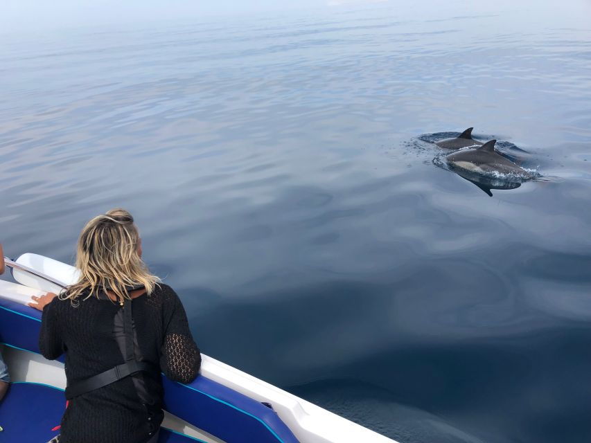 Faro: Dolphin and Wildlife Watching in the Atlantic Ocean - Tour Details