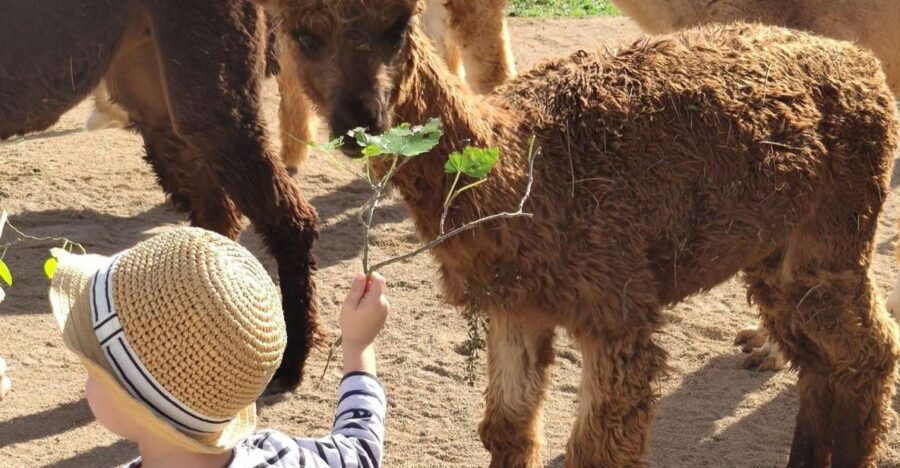 Felanitx, Mallorca: Alpacas Close-Up Experience