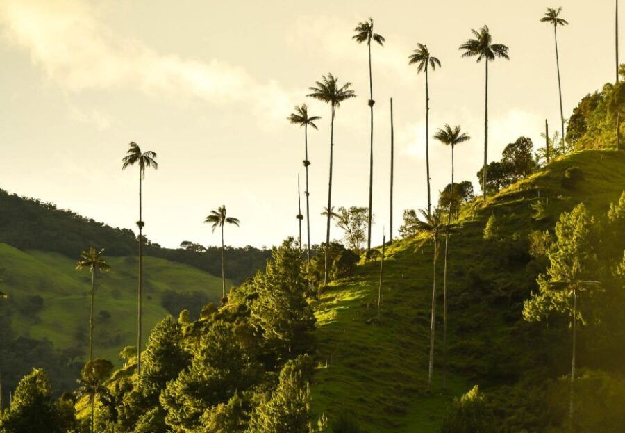 Filandia, Salento and Cocora Valley Tour - Tour Itinerary