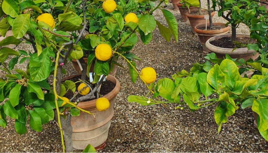 Florence, Italy: Learn Italian in the Boboli Gardens - Learn Italian Phrases in a Serene Setting