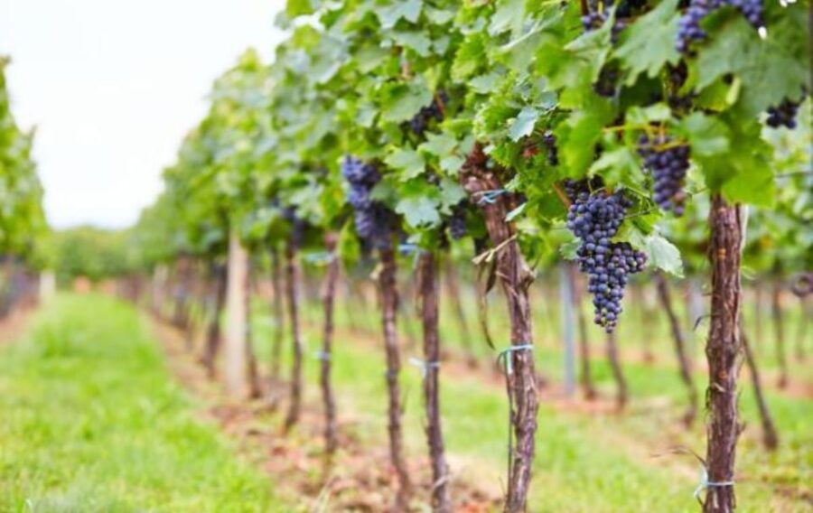 Food and Wine Tour Between Lake and Vineyard