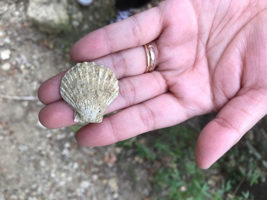 Foraging Fossils & Plants