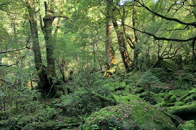 Forest Walk - Good To Know