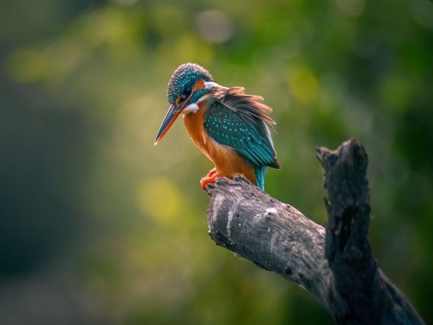 2 Best Safari Tours In Fatehpur Sikri