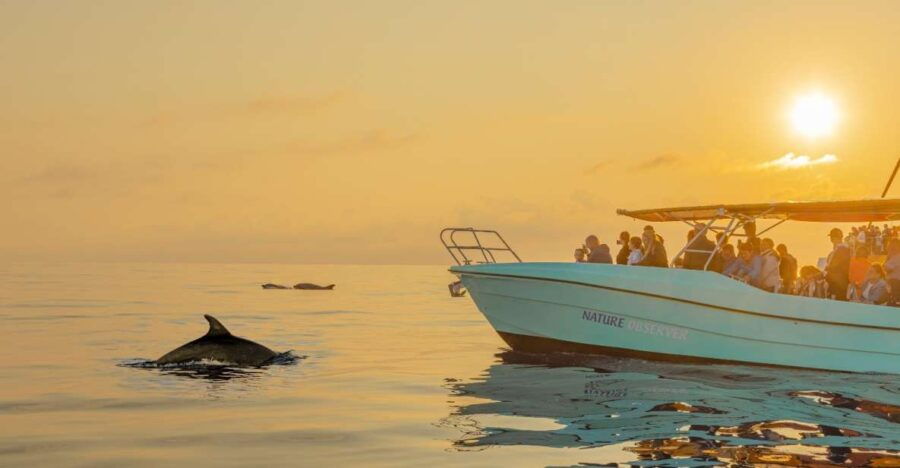 From Alcudia: Sunrise Dolphin Watching Boat Tour - Good To Know