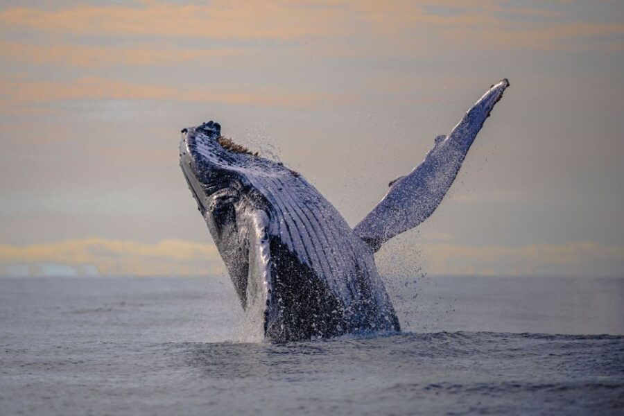 From Cali: Whale Watching Day Trip in Buenaventura - Good To Know