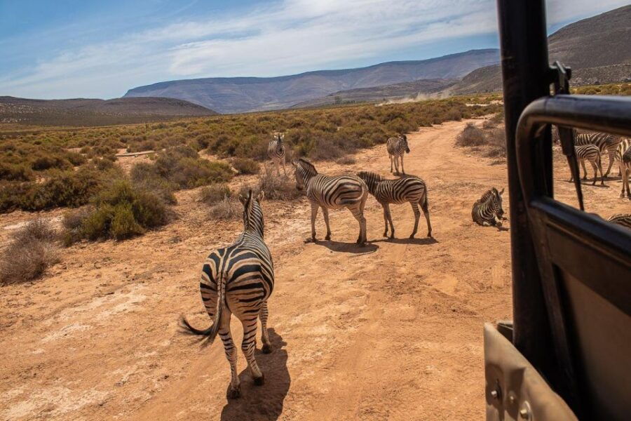 From Cape Town: Group Transfer Only to Aquilla Game Reserve