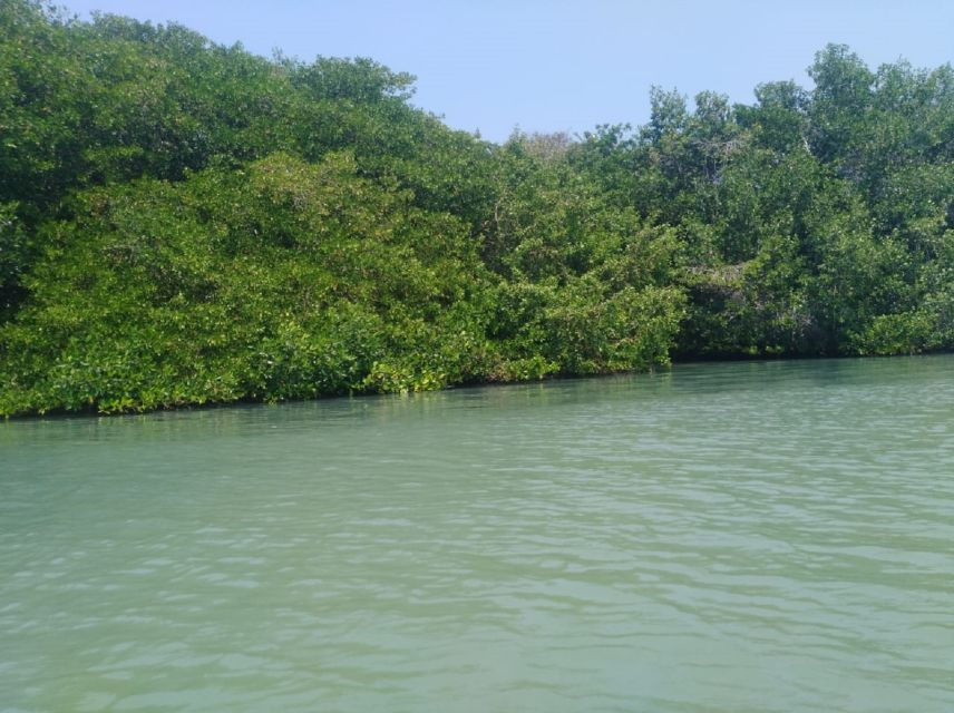From Cartagena: Mangroves Trip With Lunch - Key Highlights