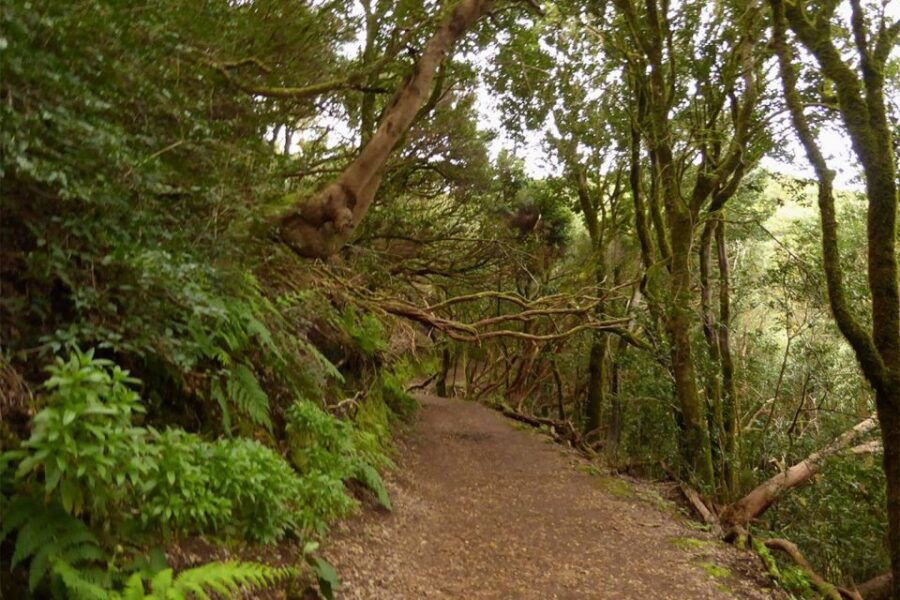 From Cruz Del Carmen: Hiking in Anaga With Food Testing - Good To Know