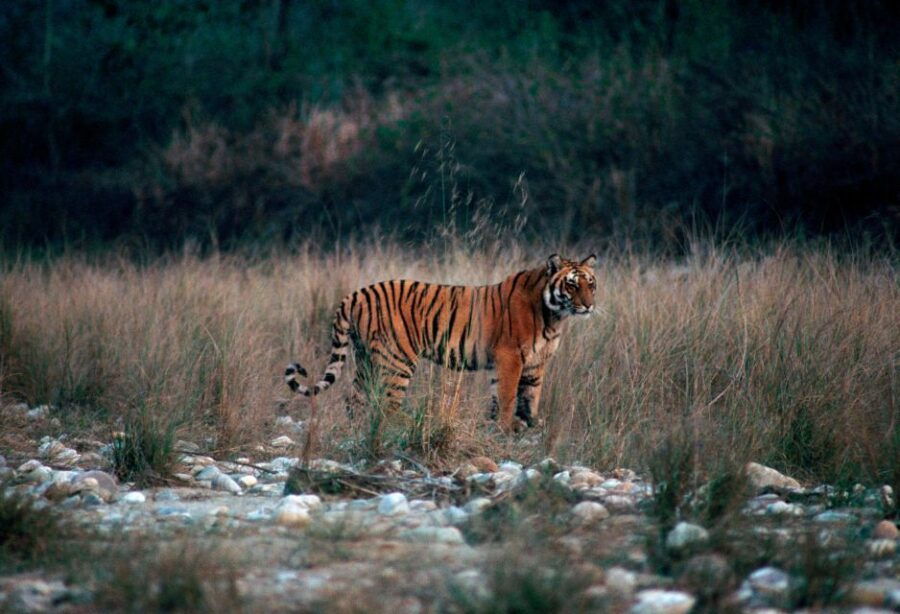 From Delhi: 3-Day Jim Corbett National Park Private Safari - Good To Know