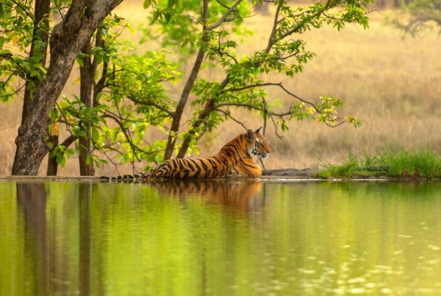 From Delhi: 3-Days Private Ranthambore Wildlife Safari Tour - Good To Know