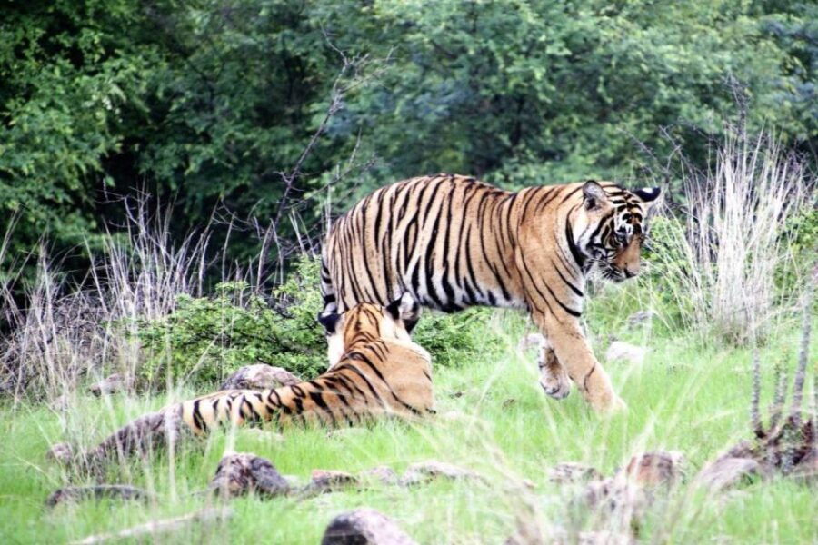 From Delhi: 4 Day Golden Triangle & Ranthambore Tiger Safari - Inclusions