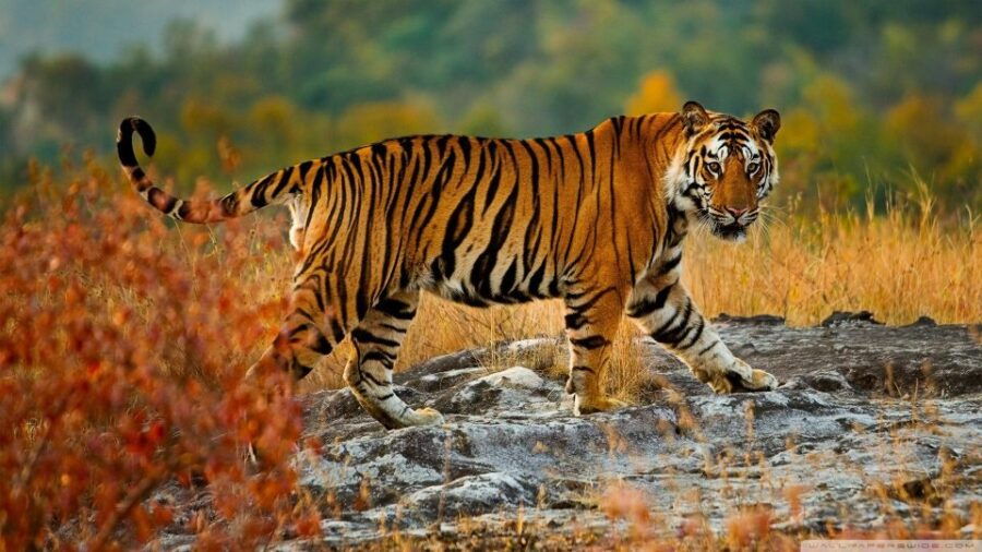 From Delhi: 5-Day Tiger Safari & Golden Triangle Tour - Good To Know