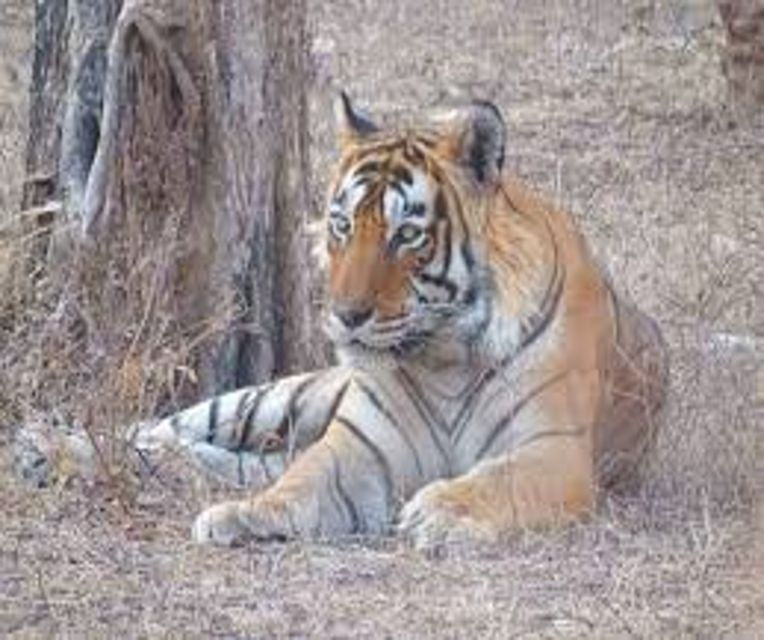 From Delhi: 5 Days Golden Triangle W/Ranthambore Tiger Safai - Tour Details