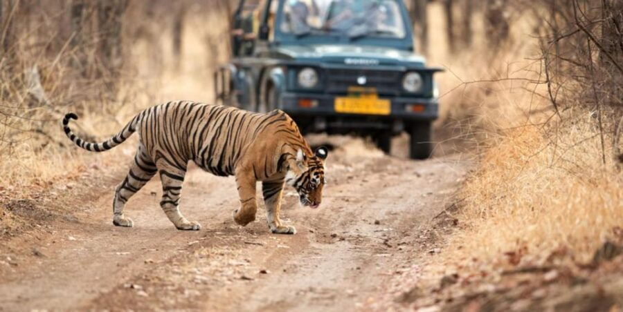 From Delhi: 6 Days Golden Triangle Tour With Ranthambore - Good To Know