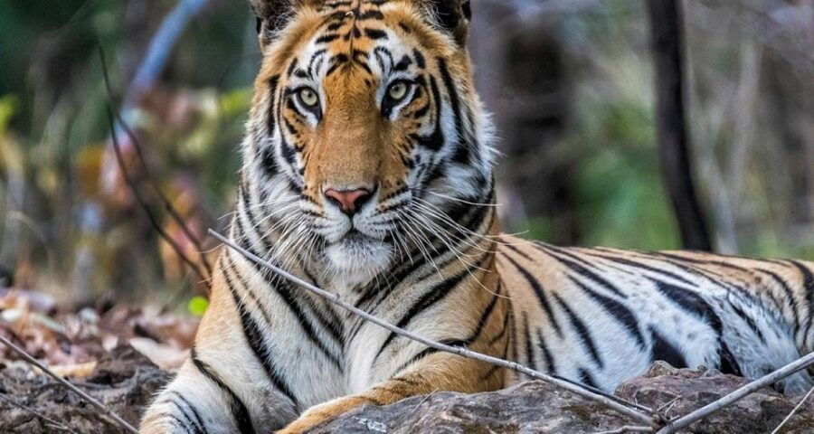 From Delhi: Jim Corbett National Park Tour by Car